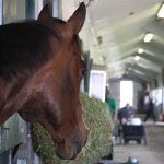 Pony Tonto watching the barn